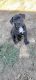 American Staffordshire Terrier Puppies for sale in San Diego, CA, USA. price: $300