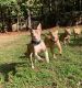 American Staffordshire Terrier Puppies for sale in Spotsylvania County, VA, USA. price: NA