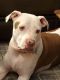 American Staffordshire Terrier Puppies for sale in Surprise, AZ, USA. price: $50