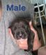 American Staffordshire Terrier Puppies for sale in Cessnock, New South Wales. price: $1,000