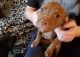 American Staffordshire Terrier Puppies for sale in Germantown, Ohio. price: $75