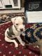 American Staffordshire Terrier Puppies for sale in Lake Stevens, Washington. price: $700