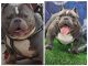 American Staffordshire Terrier Puppies for sale in St. Louis, MO, USA. price: $1,500
