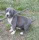 American Staffordshire Terrier Puppies for sale in Johnson City, Kentucky. price: $600