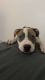 American Staffordshire Terrier Puppies for sale in Lakeside, California. price: $600