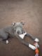 American Staffordshire Terrier Puppies for sale in Taylor, Michigan. price: $100