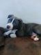American Staffordshire Terrier Puppies for sale in Dubbo, New South Wales. price: $800