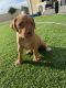 American Staffordshire Terrier Puppies for sale in Armadale, Western Australia. price: $2,000