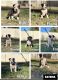 American Staffordshire Terrier Puppies for sale in Adelaide, South Australia. price: $2,200