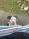 American Staffordshire Terrier Puppies for sale in Spokane, Washington. price: $300