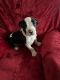 American Staffordshire Terrier Puppies for sale in Jackson, California. price: NA