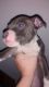 American Staffordshire Terrier Puppies for sale in Canton, OH, USA. price: NA