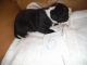 American Staffordshire Terrier Puppies for sale in California, USA. price: NA