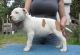 American Staffordshire Terrier Puppies for sale in Las Cruces, NM, USA. price: NA
