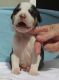 American Staffordshire Terrier Puppies for sale in Carlsbad, CA, USA. price: $350