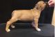 American Staffordshire Terrier Puppies for sale in Carlsbad, CA, USA. price: NA