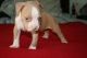 American Staffordshire Terrier Puppies for sale in Beaumont, TX, USA. price: NA