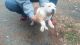 American Staffordshire Terrier Puppies for sale in Clifton, NJ, USA. price: $300