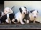 American Staffordshire Terrier Puppies for sale in Adams, NY 13605, USA. price: NA
