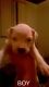 American Staffordshire Terrier Puppies for sale in Warren, MI, USA. price: NA