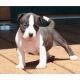 American Staffordshire Terrier Puppies for sale in Arden, DE 19810, USA. price: NA