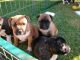 American Staffordshire Terrier Puppies for sale in Baltimore, MD, USA. price: $400