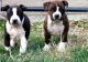 American Staffordshire Terrier Puppies for sale in New York, NY, USA. price: NA