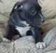 American Staffordshire Terrier Puppies for sale in Daly City, CA, USA. price: NA