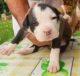 American Staffordshire Terrier Puppies for sale in Berkeley, CA, USA. price: NA