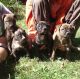 American Staffordshire Terrier Puppies for sale in Springwater, NY, USA. price: NA