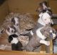 American Staffordshire Terrier Puppies for sale in New Hampshire Ave, Toms River, NJ 08755, USA. price: NA