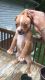 American Staffordshire Terrier Puppies for sale in Durham, NC, USA. price: NA