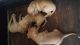 American Staffordshire Terrier Puppies for sale in Rochester, NY, USA. price: NA