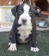 American Staffordshire Terrier Puppies for sale in Seattle, WA 98103, USA. price: $500