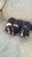 American Staffordshire Terrier Puppies for sale in Hamilton, OH, USA. price: NA