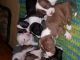 American Staffordshire Terrier Puppies for sale in Marne, MI 49435, USA. price: NA