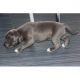 American Staffordshire Terrier Puppies for sale in Dallas, TX, USA. price: NA