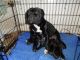 American Staffordshire Terrier Puppies for sale in Round Rock, TX 78664, USA. price: NA
