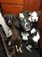 American Staffordshire Terrier Puppies for sale in Baltimore, MD, USA. price: $300