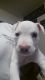 American Staffordshire Terrier Puppies for sale in Chesapeake, VA, USA. price: NA