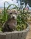 American Staffordshire Terrier Puppies for sale in Redondo Beach, CA 90277, USA. price: NA