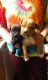 American Staffordshire Terrier Puppies for sale in Springwater, NY, USA. price: $300