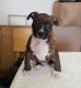 American Staffordshire Terrier Puppies for sale in Russell Springs, KY 42642, USA. price: $650