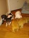 American Staffordshire Terrier Puppies for sale in Detroit, MI, USA. price: $175