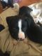 American Staffordshire Terrier Puppies for sale in Lincoln Park, MI 48146, USA. price: NA