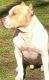 American Staffordshire Terrier Puppies for sale in Montgomery, AL, USA. price: NA