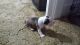 American Staffordshire Terrier Puppies for sale in Tacoma, WA 98408, USA. price: $600
