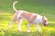 American Staffordshire Terrier Puppies for sale in Montgomery, AL, USA. price: NA
