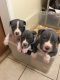 American Staffordshire Terrier Puppies for sale in Clovis, CA, USA. price: NA