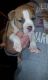 American Staffordshire Terrier Puppies for sale in Houston, TX, USA. price: $400